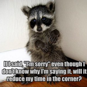 1356244362-raccoon-funny-animal-humor-20225789-650-650 (1).jpg