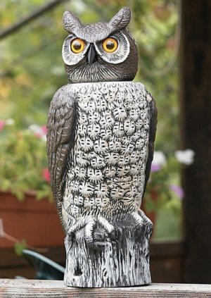 Scare Owl.jpg