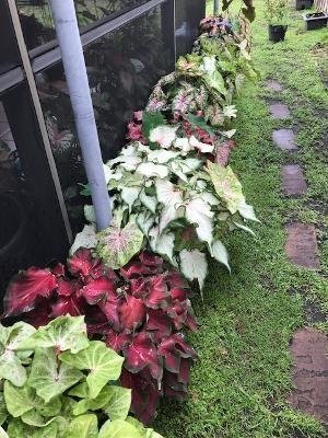 MYCALADIUMS.jpg