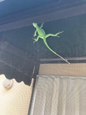iguana.jpg
