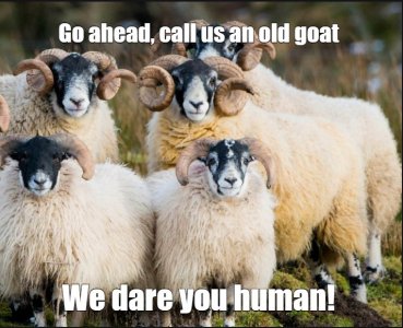 goats.jpg