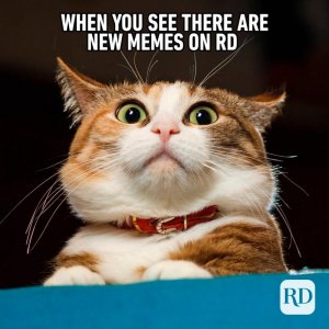 cat2.jpg