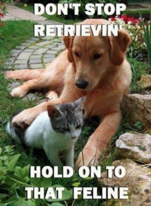 animal-puns-14-1.jpg