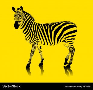yellow-zebra-vector-1183639.jpg
