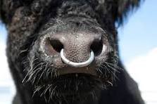 330+ Cow Nose Ring Stock Photos, Pictures & Royalty-Free ...