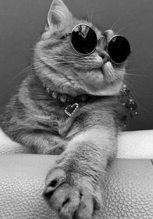 glama cattitude.jpg