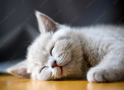 Cat Smile.jpg
