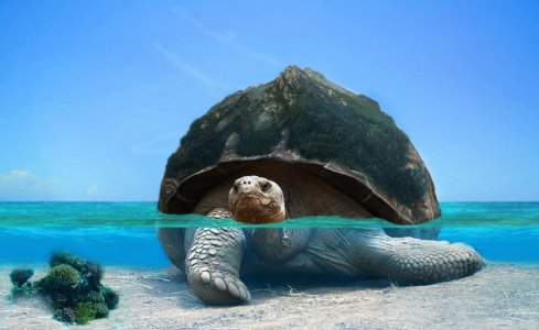 green trtle.jpg