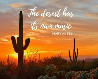 AZJourney-quotes-on-the-desert-saguaro-desert-music-photo-495x400.jpg