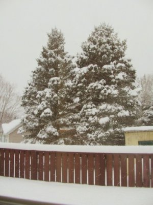 Feb 9 25 snow1.jpg