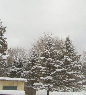 Feb 9 25 snow5.jpg