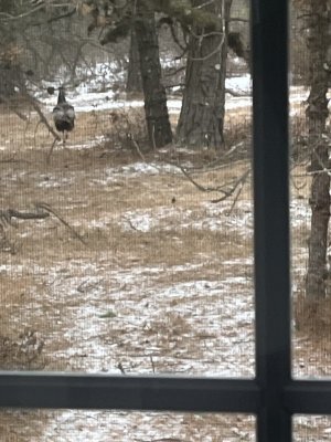 IMG_0331.jpeg