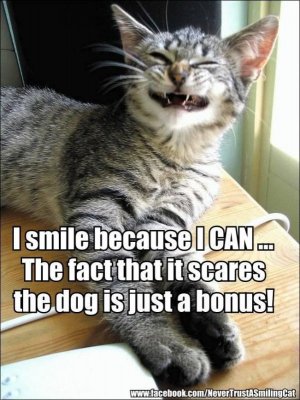 897641d4b0d53859148f2239939d55ed--hilarious-animals-adorable-animals.jpg
