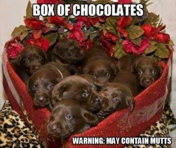 chocolates.jpg