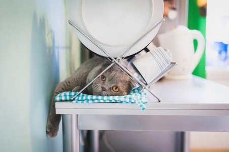cat.jpg