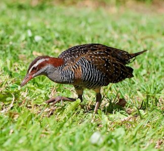 Buff-banded rail Galliralus philipensis (1).jpg