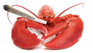 lobster.jpg lobster.jpg