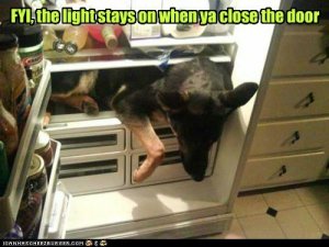 refer light.jpg refer light.jpg