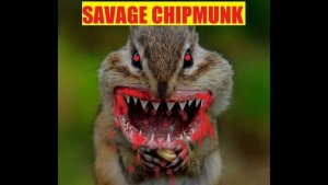 chippie.jpg