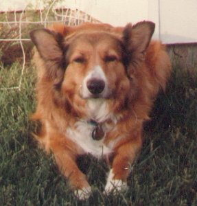 bandit106.jpg