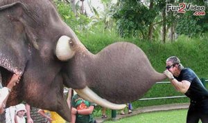 Blowing in a elephants trumk..jpg