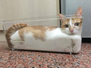 cat in container.JPG