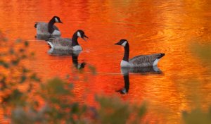 canada-goose-fall-color-reflection-rock-pond-umd-duluth-mn-img_0067214.jpg