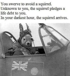 squirrel.jpg