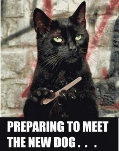 fd0ad17a07160f44af94eb5b0793ef86--funny-things-funny-stuff.jpg