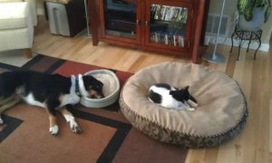 cats-with-cattitude-9.jpg