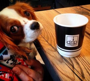 drip-coffeist-hayvansever.jpg