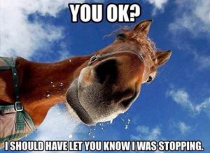 funny-horse-quotes.jpg