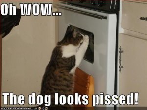 funny-pictures-cat-oven-pissed-dog.JPG
