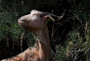 goat.jpg
