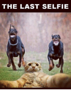 the-last-selfie-funny-lol-instafunny-cat-trouble-dog-survive-13274245.png