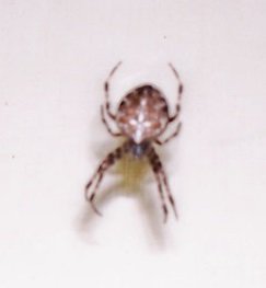 spider2.jpg