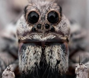 spider face.jpg