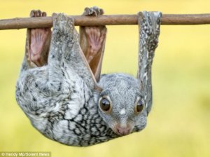 Indonesian flying Lemur..jpg