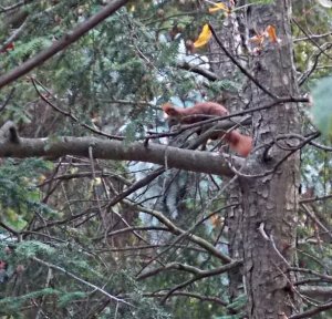 b red squirrel.jpg
