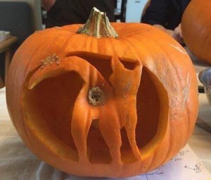 cat jack o'lantern.jpg