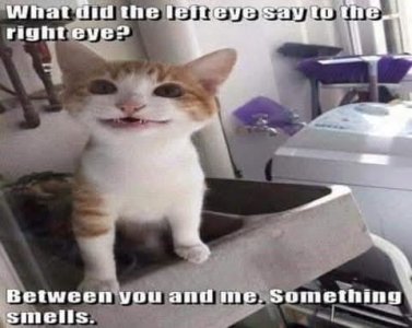 jokesmells.jpg
