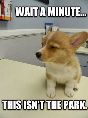 animal-captions-18-009.jpg