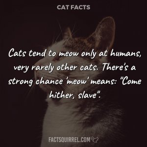 cat3.jpg