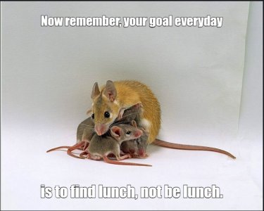 mouse.jpg