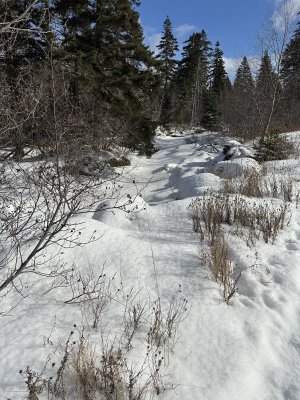 IMG_7526.jpeg