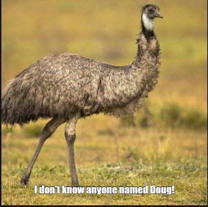 emu.jpg