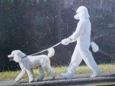 Poodles @.jpg