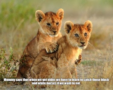 Lions.jpg