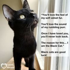 cat33.jpg