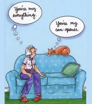 cat4.jpg